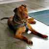 Bazsi, lieber Shar Pei Mischling