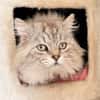 SWAROWSKY (FIV+)