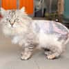 SWAROWSKY (FIV+)