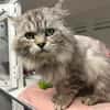 SWAROWSKY (FIV+)