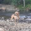 AIKO, un bonheur de chien