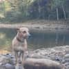 AIKO, un bonheur de chien