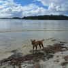 AIKO, un bonheur de chien