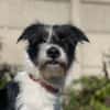 SPARK