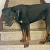 Filou