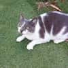 MINETTE