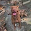 Pollux, mâle croisé Shar Pei, né le 03/06/2024 🐶