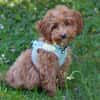 FILLY, quirliges Hundekind