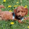 FILLY, quirliges Hundekind