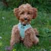 FILLY, quirliges Hundekind