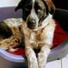 Bubbi sucht ein neues Zuhause