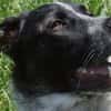 Bubbi sucht ein neues Zuhause