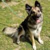 BABORKA sucht Zuhause