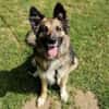 BABORKA sucht Zuhause