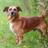 BAMBI, charmanter Herzensbrecher