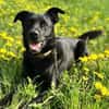 FIETE sucht ein neues Zuhause