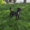 Soziale Auri W 12.24 sucht neues Jagdrev