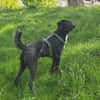 Soziale Auri W 12.24 sucht neues Jagdrev