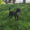 Soziale Auri W 12.24 sucht neues Jagdrev