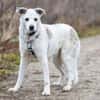 LINNY - zauberhafte Hundeseniorin