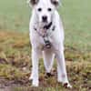 LINNY - zauberhafte Hundeseniorin