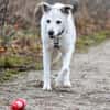 LINNY - zauberhafte Hundeseniorin