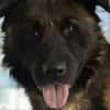 Ares sucht erfahrenes Zuhause
