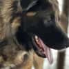 Ares sucht erfahrenes Zuhause