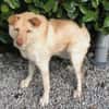 FUNNY, w., kastr., Mischling, 15 kg