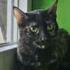 JESSY - kleine Seele die still leidet!