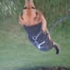 Kleine Hunde suchen ein Zuhause