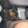 Kleine Hunde suchen ein Zuhause