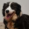 CHOULA