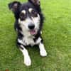 Cuby Border Collie Mischling Rüde