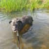 Verschmuster Murphy sucht ein Zuhause