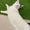 Ying ein lustiger gechillter Kater
