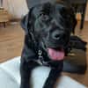 Nox sucht sein Zuhause