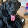 Nox sucht sein Zuhause