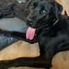 Nox sucht sein Zuhause