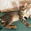 Verspielter Stevie sucht Zuhause