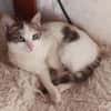 Sonnenschein Mina sucht Zuhause