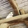 Sonnenschein Mina sucht Zuhause