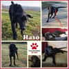 junger Haso sucht eine liebe Familie