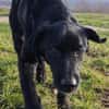 junger Haso sucht eine liebe Familie