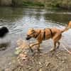 Carlos- besonderer Hund sucht Menschen