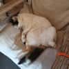 Katze mit Charme