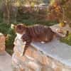 Schmusekater Rico sucht Zuhause