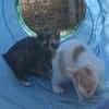 Zarte Lola sucht Zuhause