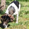 Bella- sanfte Seele sucht Zuhause