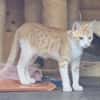 Kletterkatze Maverick sucht Zuhause!